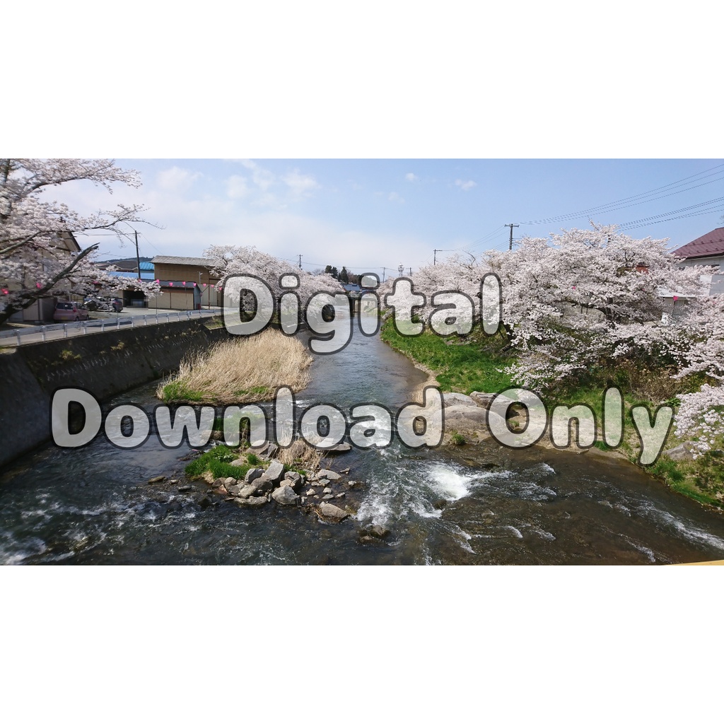 桜川のささやき / Whispers of the Sakura River