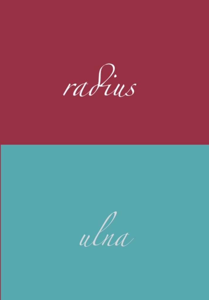『ulna』&『radius』