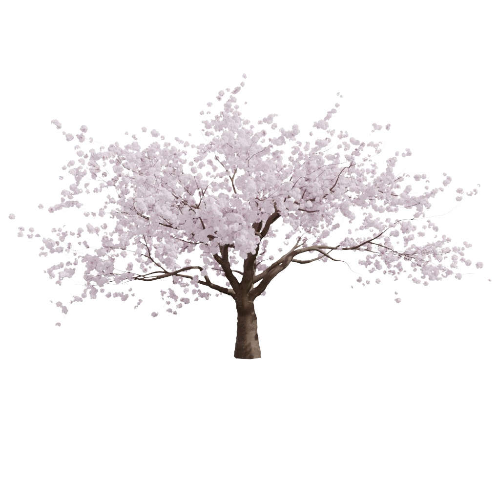 【3Dモデル】桜の木（春）| 建築パース・漫画背景・3Dアニメ向け | blend/fbx同梱