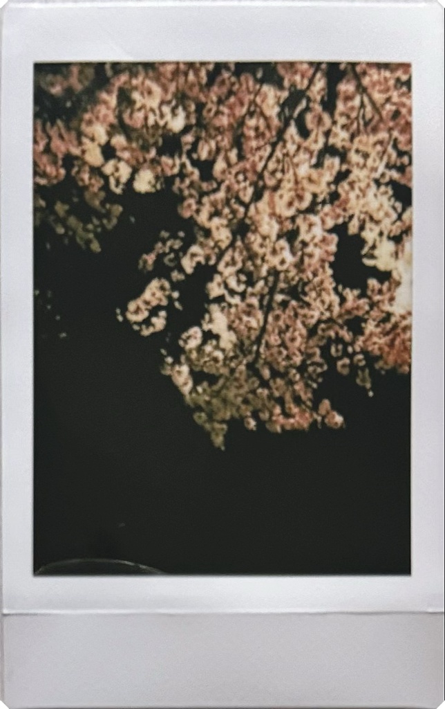 夜桜
