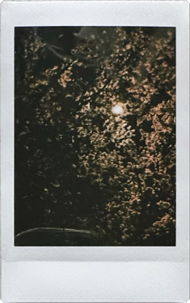 夜桜🌸 Part2