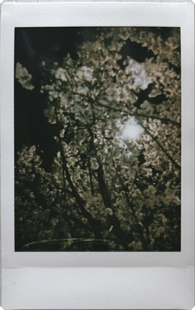 夜桜🌸 Part3