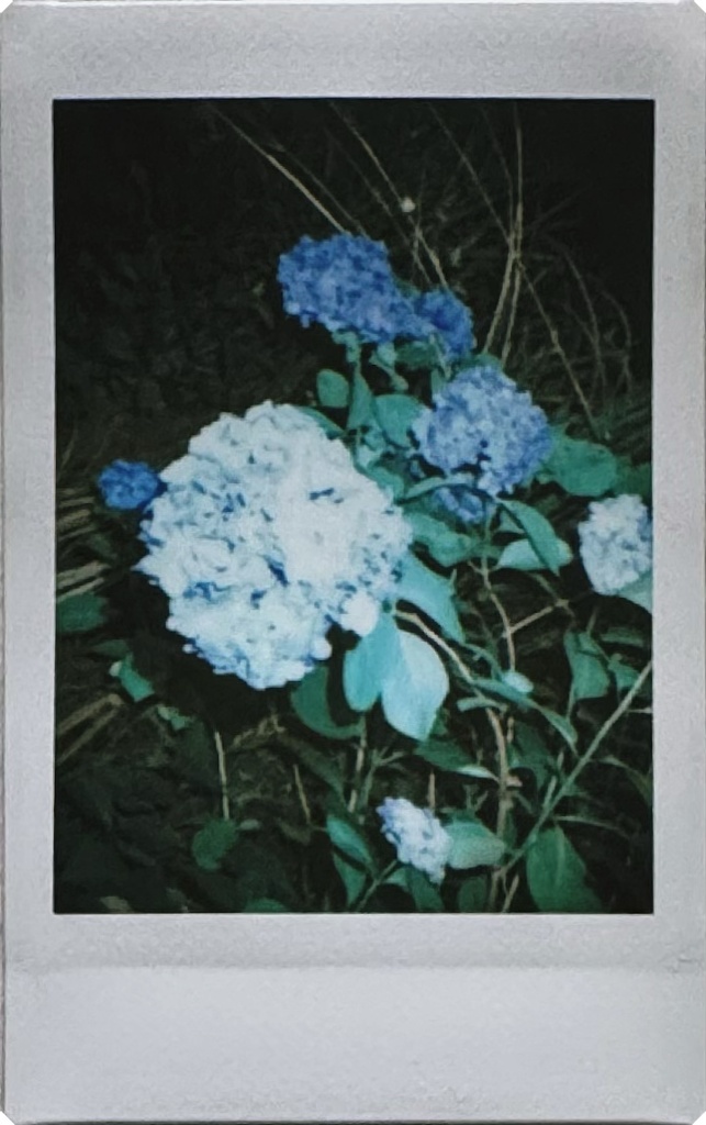 紫陽花(青)