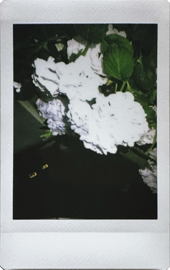 紫陽花(白)