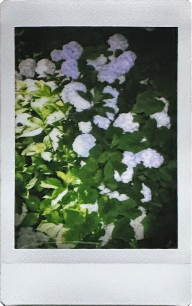 紫陽花(紫)