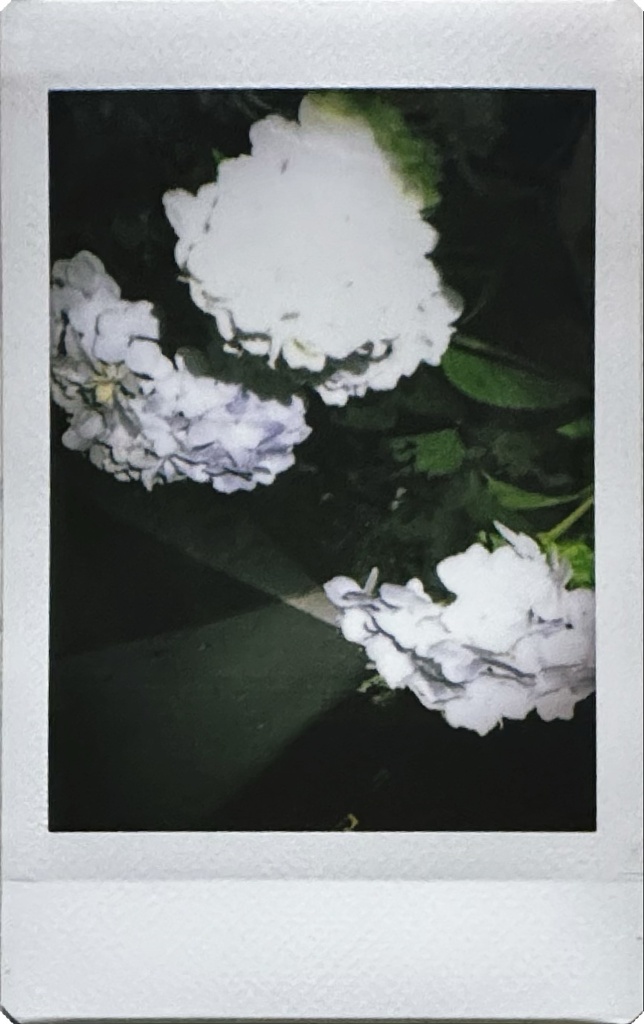 紫陽花(白)Part2
