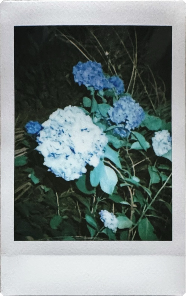 紫陽花(青)Part2