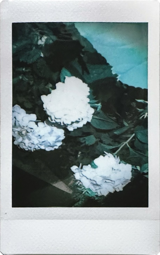 紫陽花(青？白？)