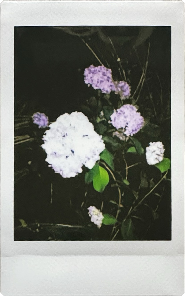 紫陽花(紫？白？)