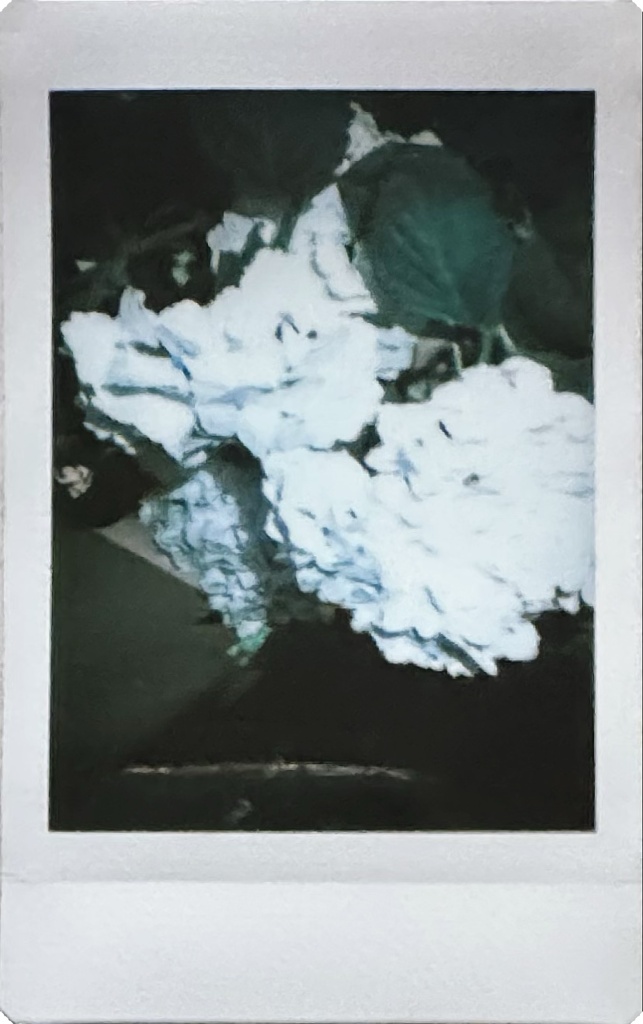 紫陽花(水色)