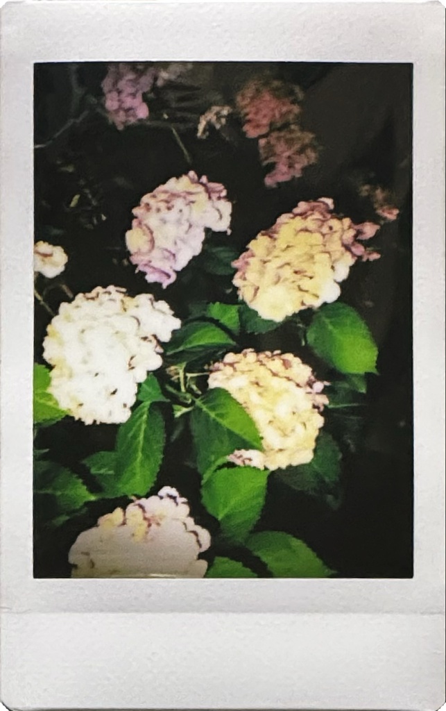 紫陽花(複数の色)