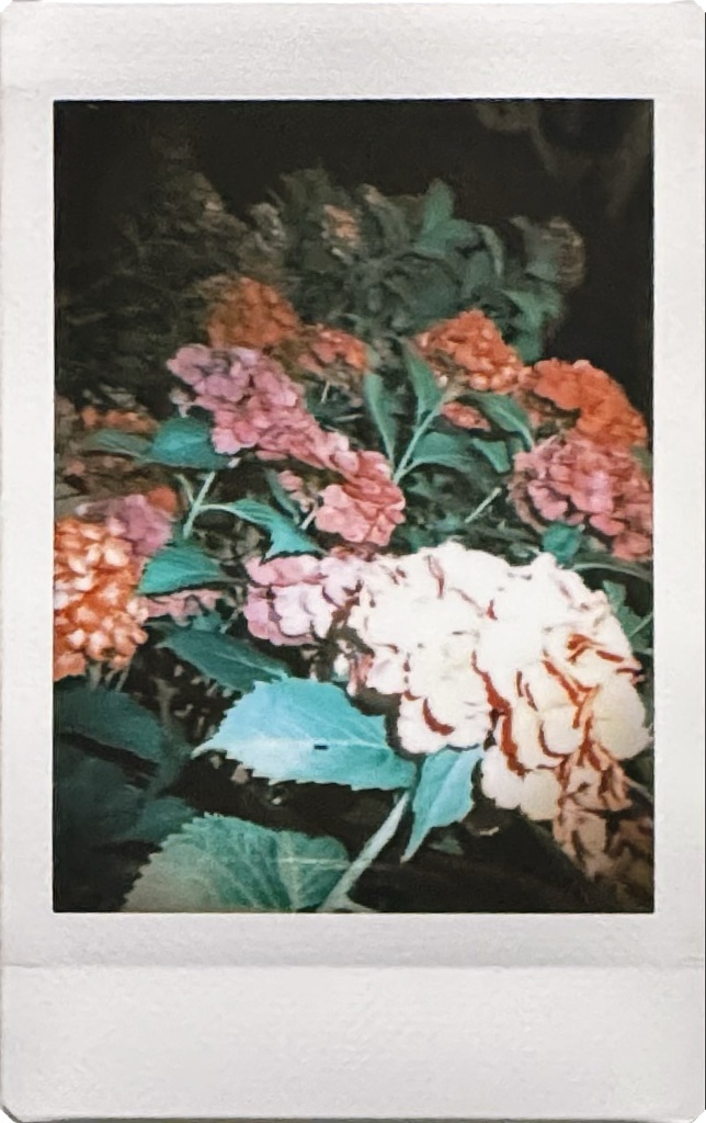 紫陽花(複数の色)Part2
