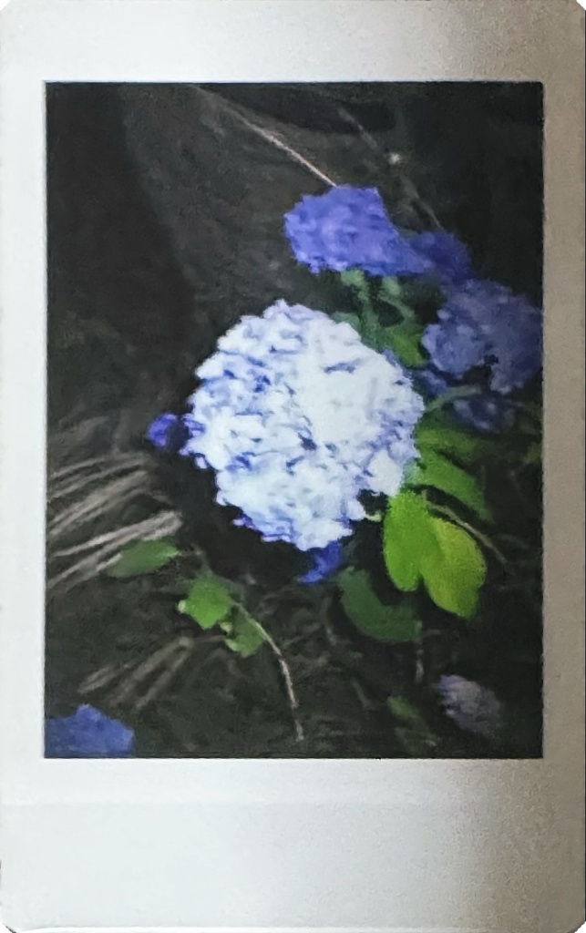 The紫陽花