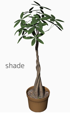 パキラ系 観葉植物