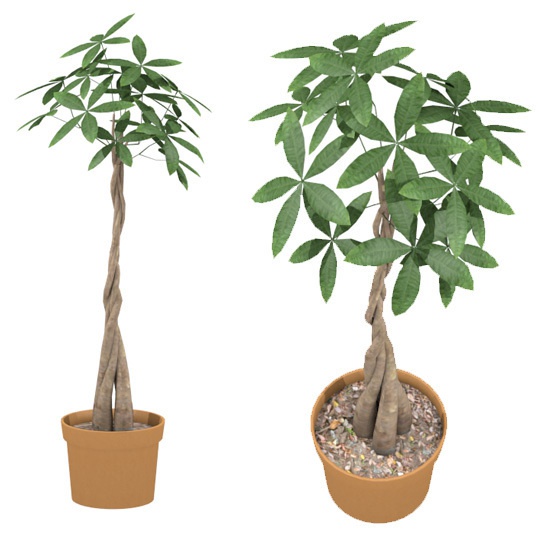 パキラ系 観葉植物