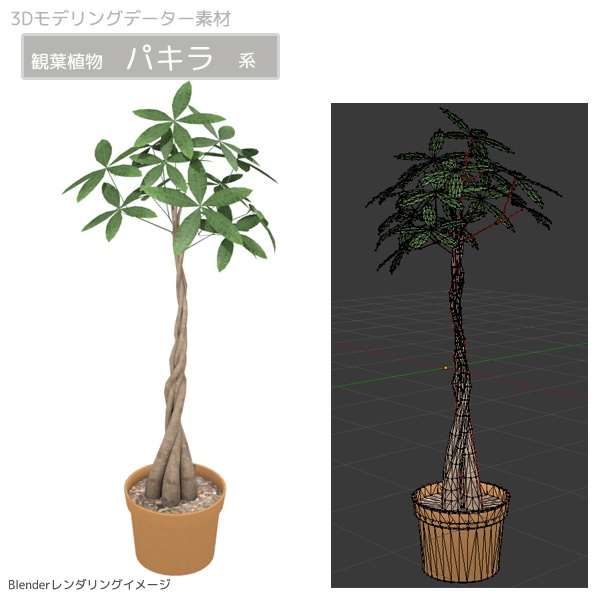 パキラ系 観葉植物 Chgmworks Booth