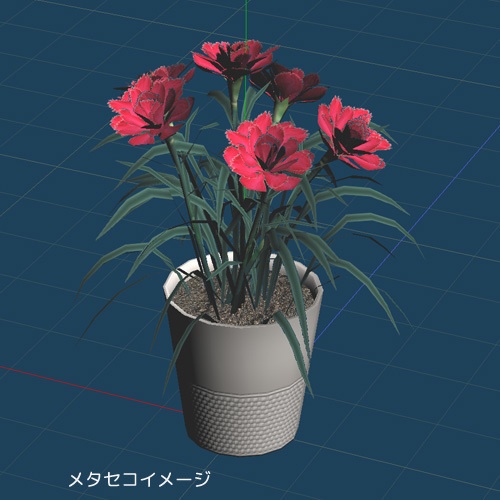 カーネーション