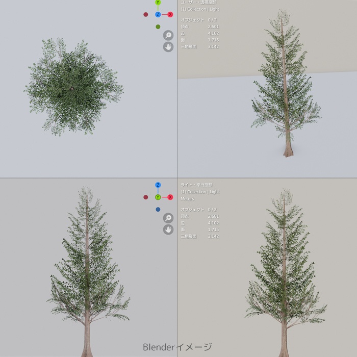メタセコイア のような木