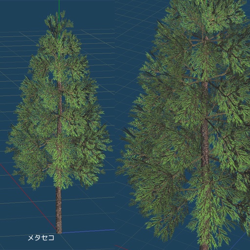 ゴールドクレスト のような木