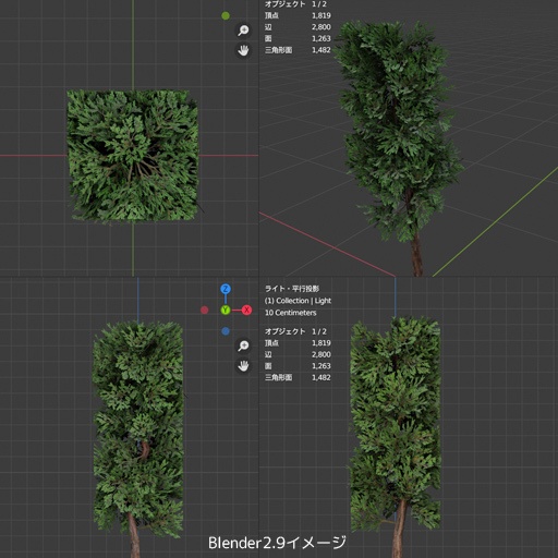 ゴールドクレスト のような木