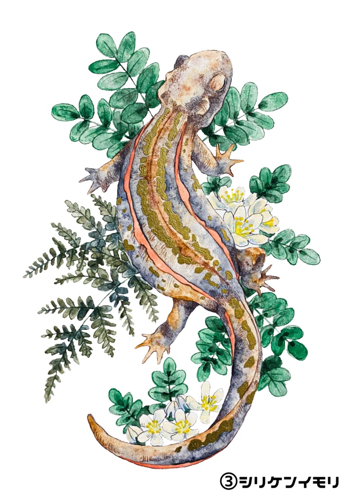 イモリのポストカード