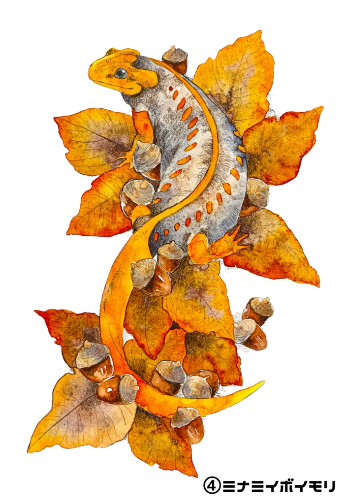 イモリのポストカード