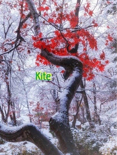Kite