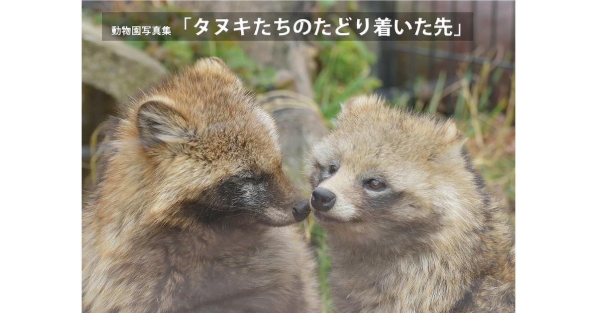 たぬきちページ☆2つ gHLDnmG-_200x200.jpg