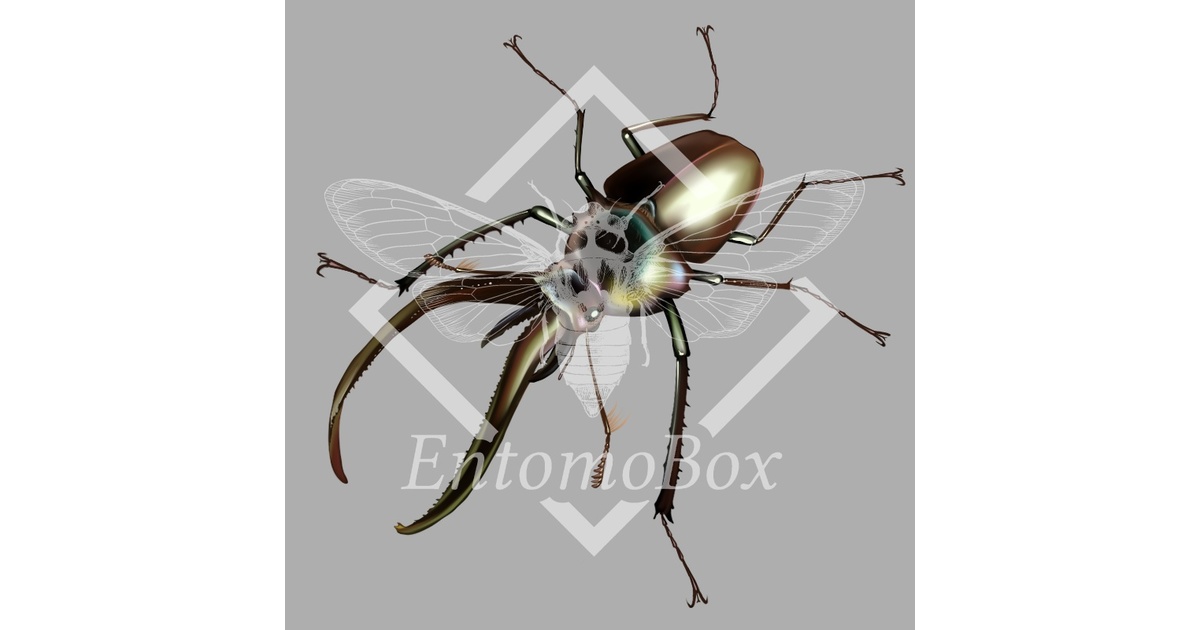 チリクワガタ（♂♀セット） - EntomoBox - BOOTH