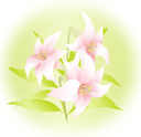 yrshop