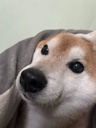 おやつください