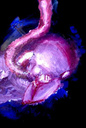 s4rg444