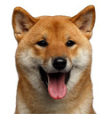 denpuu