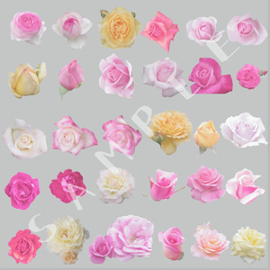 薔薇の花素材