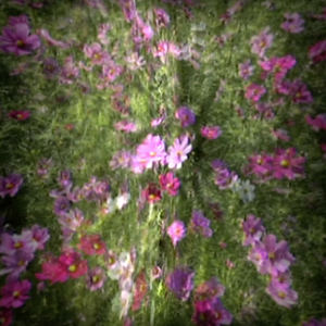 Flower 2