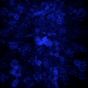 Flower 4
