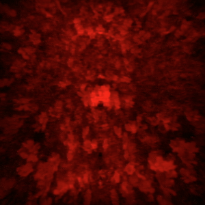 Flower 5