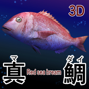 3D真鯛（マダイ/Red sea bream/全身可動/Blender/FBX/お魚シリーズ）