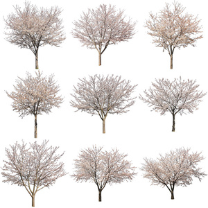 桜　切り抜き素材セット - Cherry Blossoms sa_009