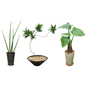 観葉植物素材　3個セット　8kp0002