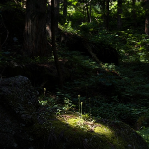 額装写真「龍神の森」（匿名配送あんしんBOOTHパック版）