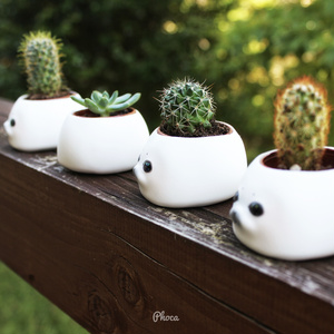 反抗期あざらしの植木鉢　Rebellious seal flower pot