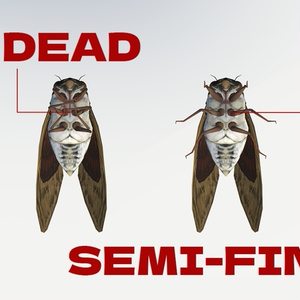 Large Brown Cicada [3D Model] with Semi-Final Feature