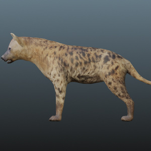 3dモデル　ハイエナ　blender