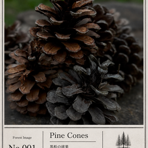 Forest Image No.001