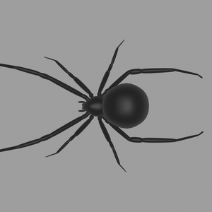 Black Widow Spider