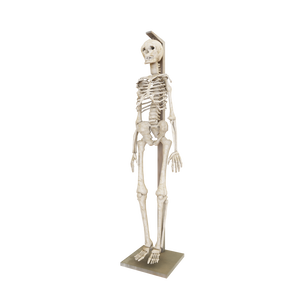 3DCG【skeleton】人体模型 骸骨 スケルトン