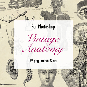 【Photoshopブラシ】VintageAnatomy ビンテージ解剖学 99枚【png,abr】