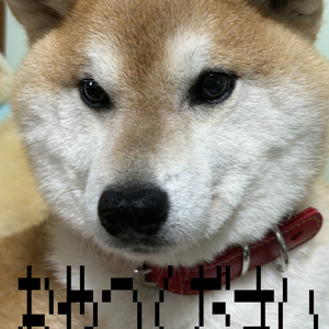 ૮ ꒰ᴇʟᴜꜱɪᴏɴ꒱ ა ᴘ!ɴᴋ ᴍᴀᴋᴇ ＆ᴍᴀᴛᴇʀɪᴀʟ＋ʙʟᴇɴᴅ ꜱʜᴀᴘᴇ 缩略图 4