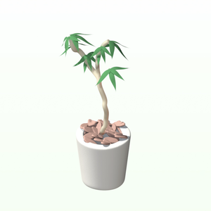 Schefflera angustifolia